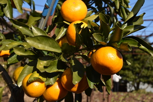 木に生っているみかんの写真2