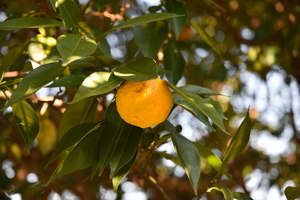 木に生っているゆずの写真