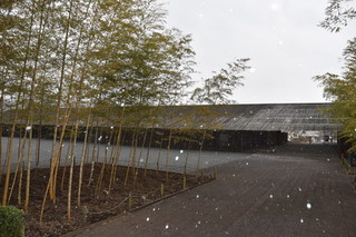 初雪が降っている写真