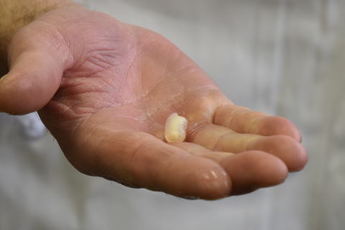 チョウザメの骨髄の写真