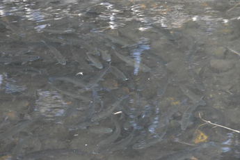 放流されたますの写真 放流されたますの写真