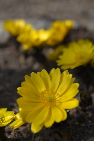 福寿草の写真1