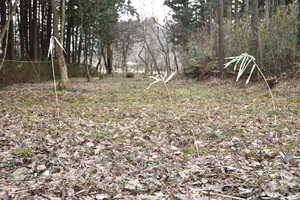 ザゼンソウの枝の写真