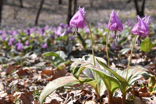 カタクリの写真1
