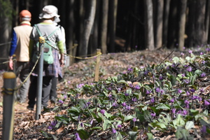 カタクリの写真2