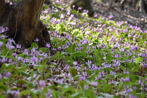 カタクリの写真3