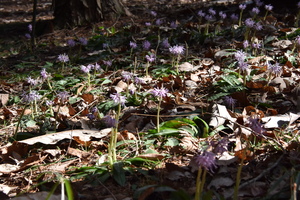 ショウジョウバカマの写真