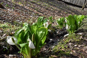 ミズバショウの写真