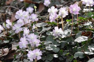 イワウチワの写真1