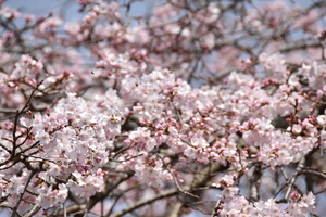 さくらの写真1