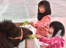 仔馬と触れ合う女の子の写真