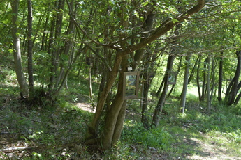 森に写真が展示されている写真