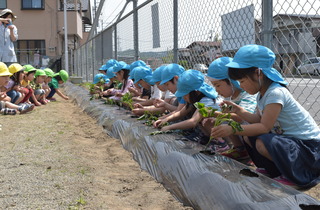 苗植えをする園児たちの写真