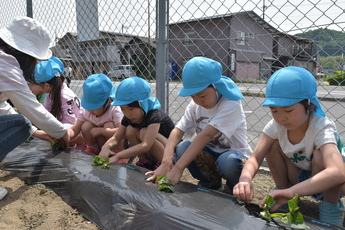 苗を植えるきりん組の園児たちの写真