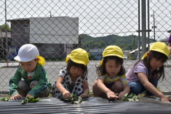 苗を植えるうさぎ組の園児たちの写真