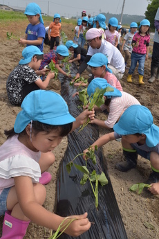 苗植えをする園児たちの写真