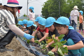 苗植えをするきりん組の園児たちの写真