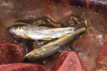 網に入った2匹のあゆの写真
