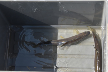 水槽に入った2匹の鮎の写真