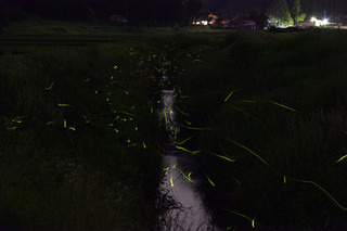 飛んでいる蛍の写真