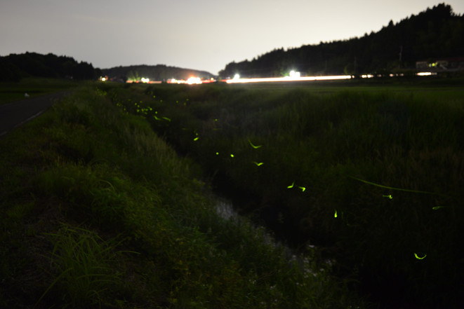 飛んでいる蛍の写真3 飛んでいる蛍の写真3