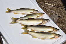 釣れた鮎の写真