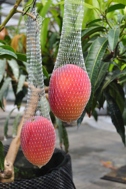 マンゴーの写真