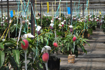 木に実ったマンゴーの写真