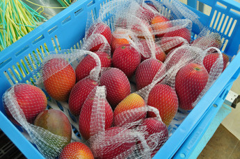 収穫されたマンゴーの写真