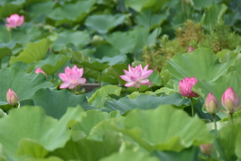 久那瀬水産の蓮池の写真