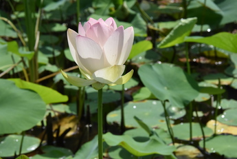 那珂川警察署前の蓮池の写真