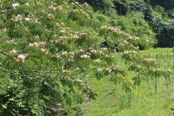 ねむの木の写真