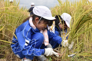 稲刈りをする小学生の写真
