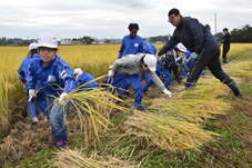 稲を並べる児童たちの写真