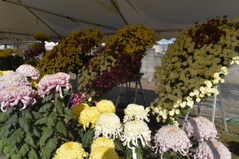 馬頭会場の菊花展の写真