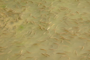 里山ほんもろこの写真