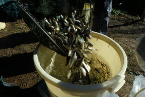 バケツに移されるホンモロコの写真