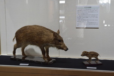 イノシシのはく製の写真