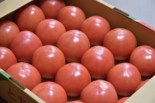 箱詰めされた桃太郎トマトの写真