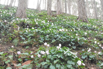 舟戸地区のイワウチワの群生の写真