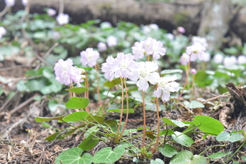 10輪のカタクリの全体を、大きく撮影した写真