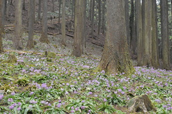 ショウジョウバカマの群生の写真