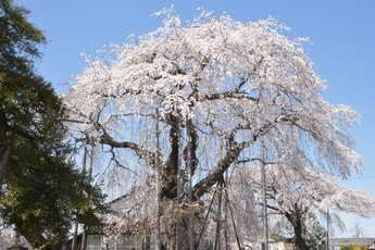 約10本の長い柱で、高い枝を支えている桜の写真