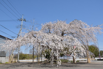 梅曽の道路沿いにある、しだれ桜の写真