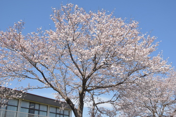 馬頭総合福祉センターの桜に近づいて写した写真