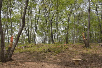 生えている木を森の中でそのまま彫刻し人物像に仕上げた作品の写真