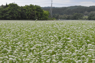 一面にそばの白い花が咲いている写真