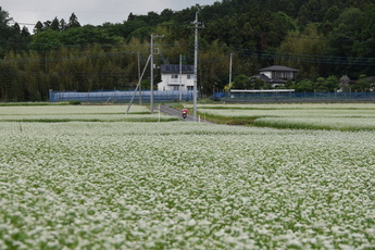 一面のそば畑の中の道を郵便局の赤いバイクが走る写真 一面のそば畑の中の道を郵便局の赤いバイクが走る写真
