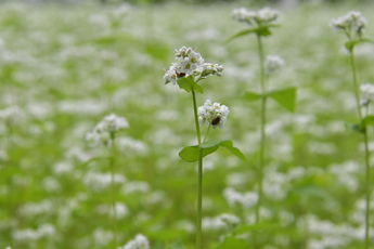 そばの花の中に2匹のてんとうむしが隠れている写真 そばの花の中に2匹のてんとうむしが隠れている写真