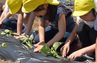 園児の女の子3人が丁寧に、さつまいもの苗を植えている様子